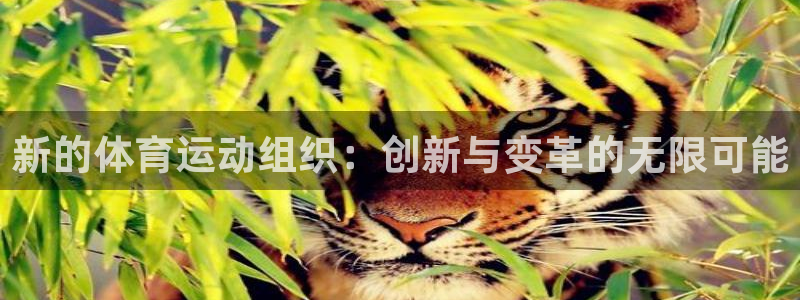 风速体育