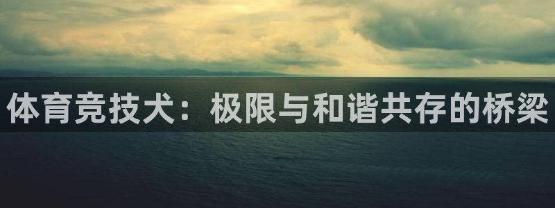 风速体育直播app